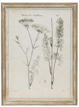 Load image into Gallery viewer, Framed Vintage Reproduction Floral Prints