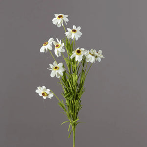 Picks Coreopsis White