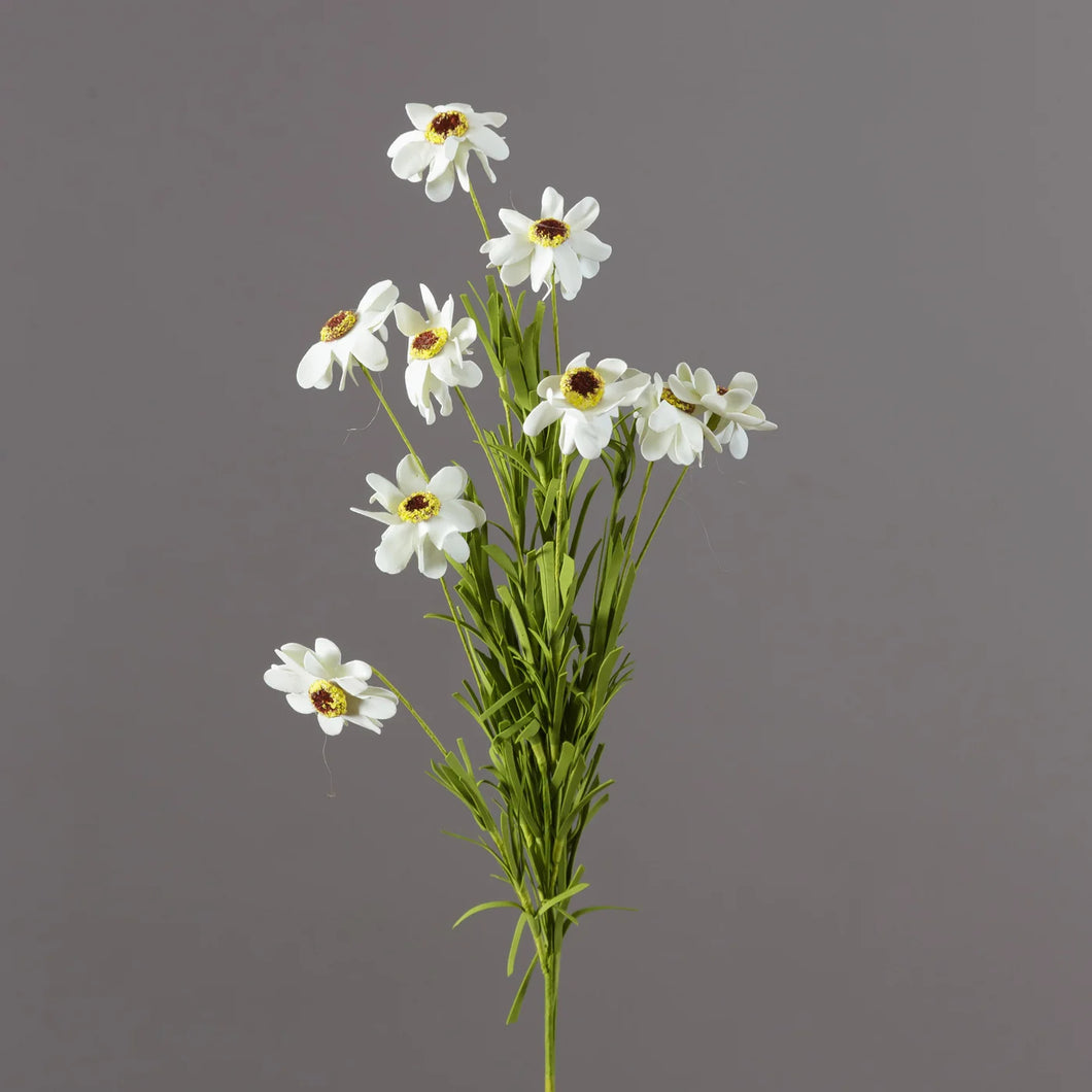 Picks Coreopsis White
