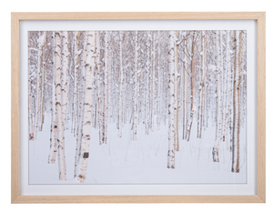 Framed Art Birch Forest