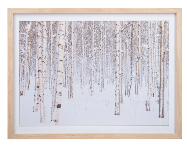 Framed Art Birch Forest