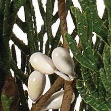 Load image into Gallery viewer, Spray Cedar with White Berries
