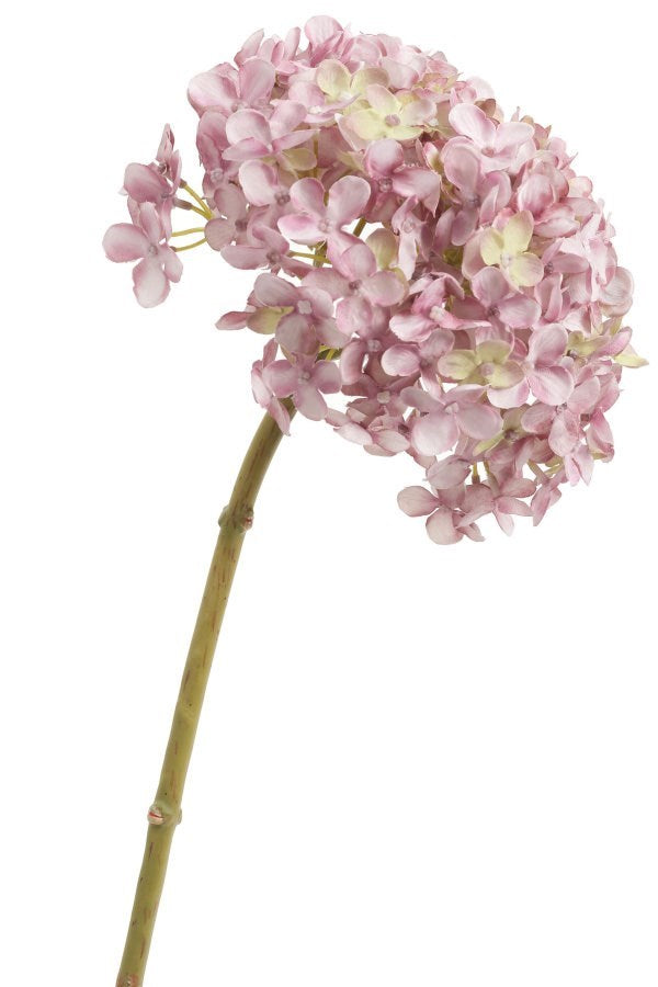 Purple Hydrangea Stem