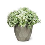 Plant Woodhill White Teardrop Leaf