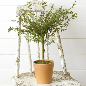 Potted Thyme Topiary