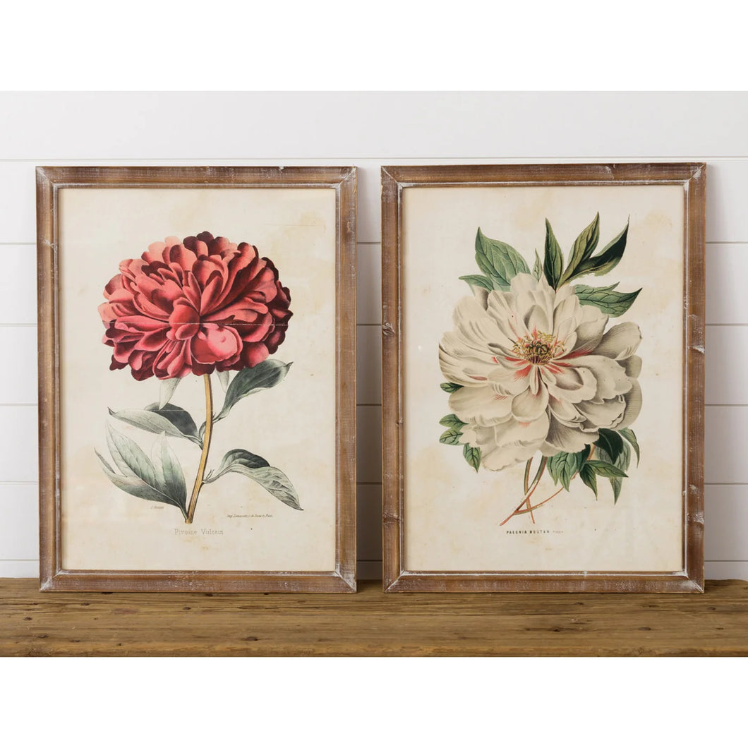 Framed Print Vulcan Peony