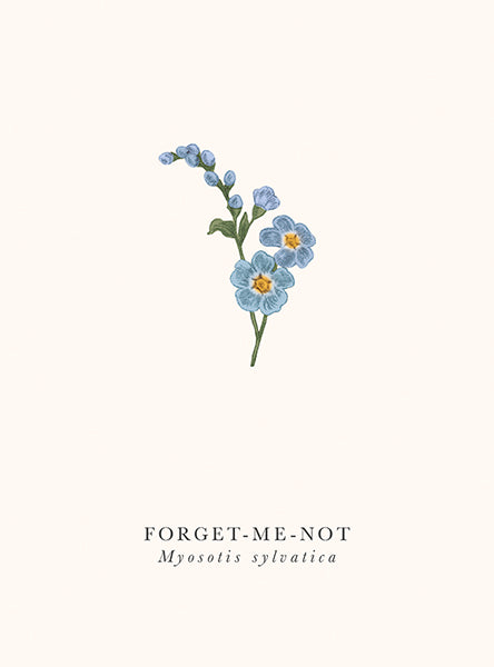 Card Blank Card Forget Me Not