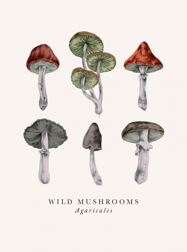 Card Blank Card Wild Mushrooms
