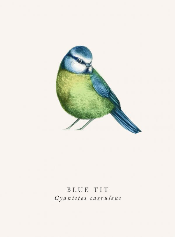 Card Blank Card Bird  Blue Tit