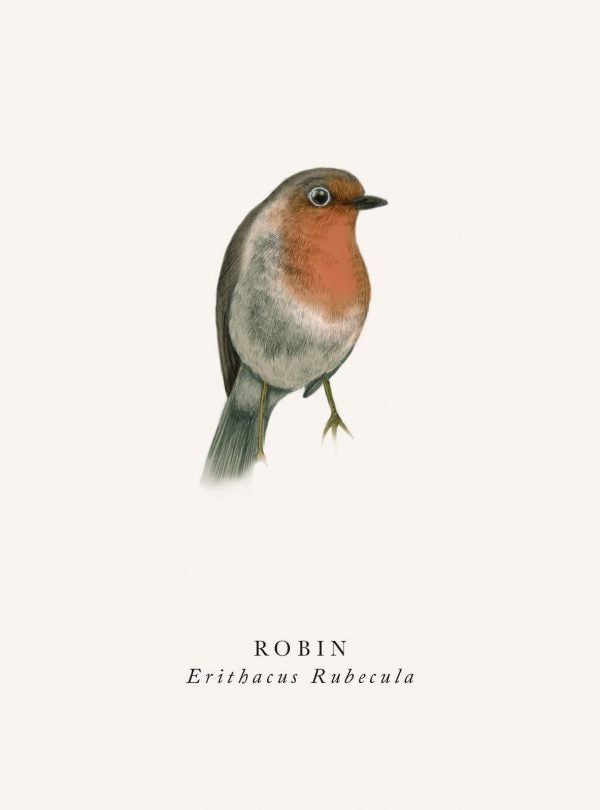 Card Blank   Bird Robin