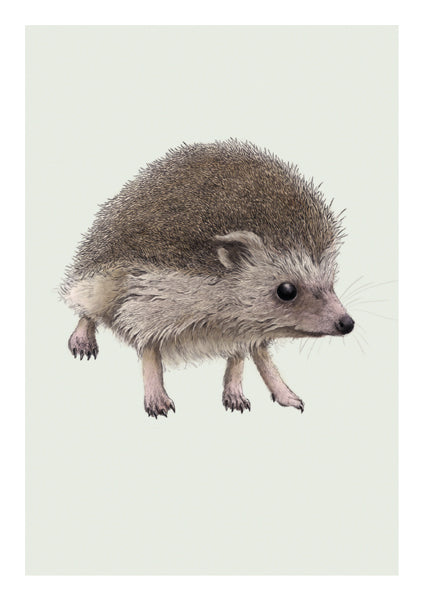 Card Blank Card Hedgehog