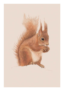 Card Blank Card Red Squirrel